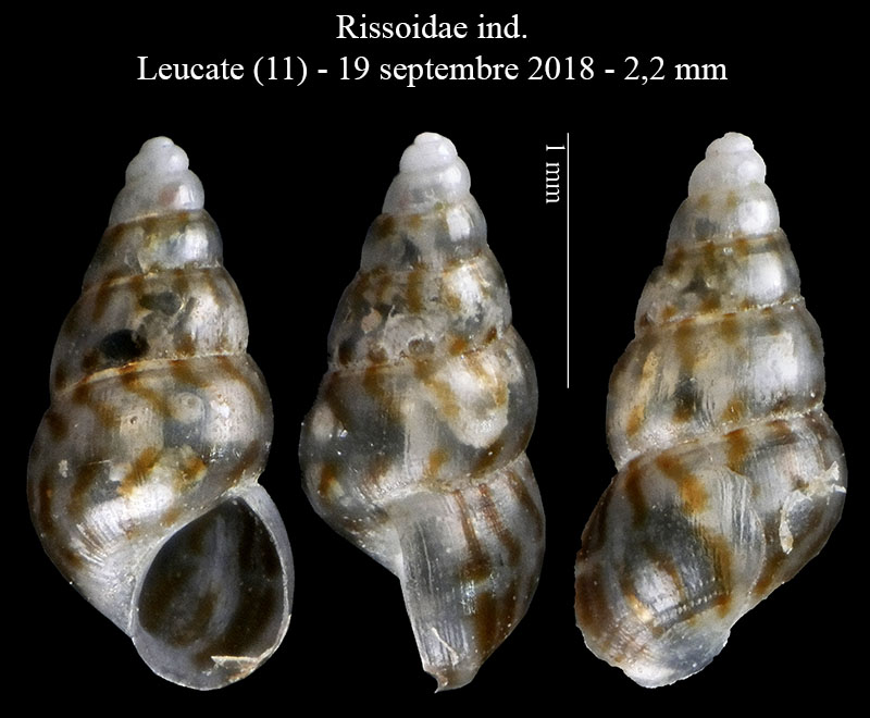 Rissoidae problematico (pleonasmo!)